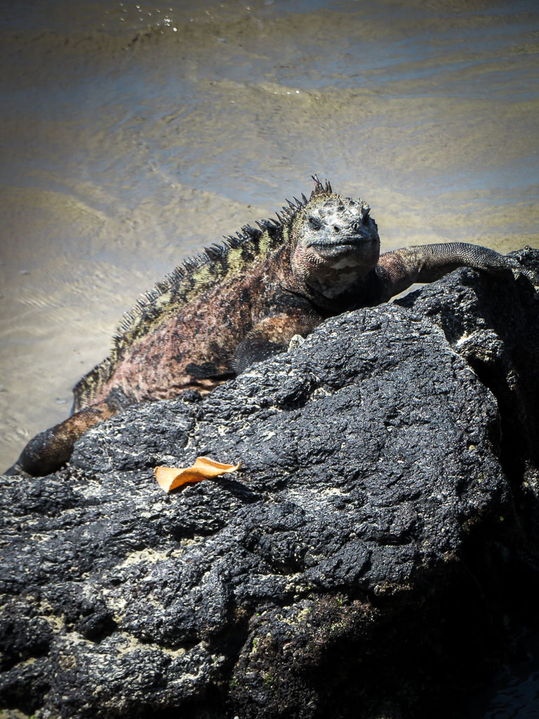 Iguane