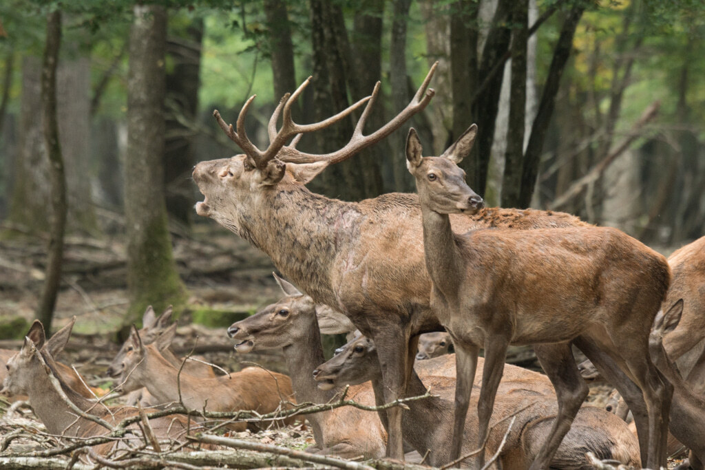 Un matin d'octobre 2015 en forêt de Rambouillet…Rares moments...