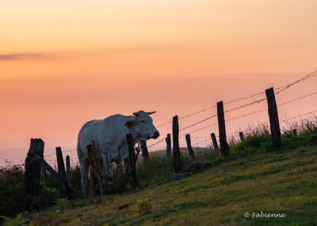 Vache